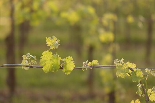 particolare di una vite in un vigneto in primavera