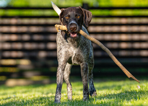 german shorthaired pointer