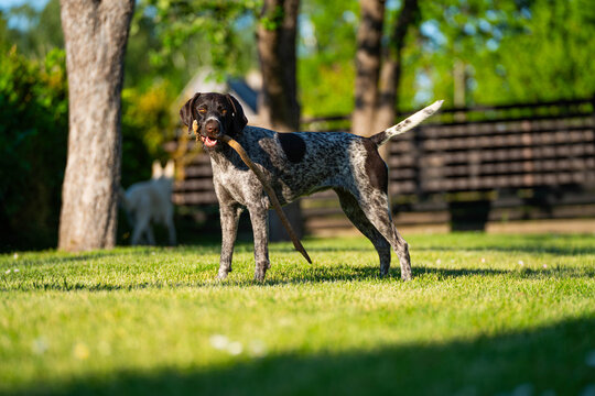 german shorthaired pointer