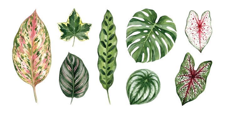 Watercolor set of tropical houseplant foliage of monstera, caladium, aglaonema, calathea, botanical leaf elements
