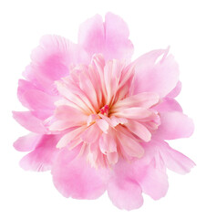 Obraz premium Beautiful pink peony flower isolated on white