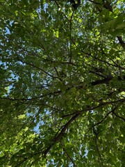 Fototapeta premium Beautiful tree with green leaves growing outdoors, bottom view