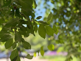 Fototapeta premium Beautiful tree with green leaves growing outdoors, closeup. Space for text