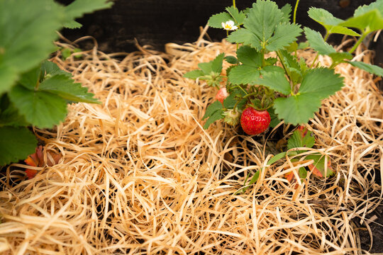 Strawberry Plant Growing on Straw Mulch in Home Garden. Ripe strawberry developing among leaves and straw in an allotment style garden bed