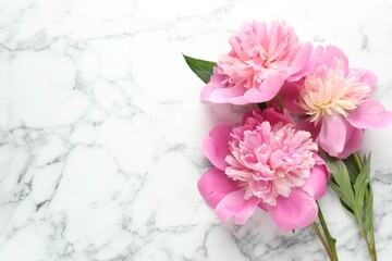 Obraz premium Beautiful pink peony flowers on white marble table, flat lay. Space for text