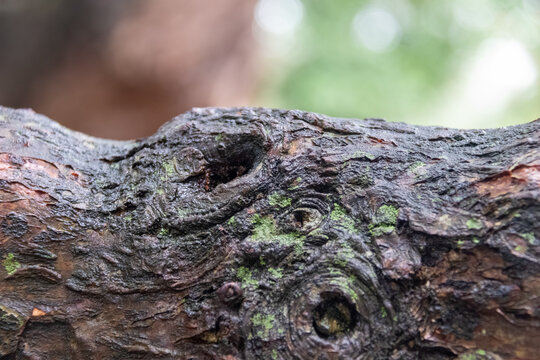 Macro photography of tree bark texture with green lichens. Technical focus with shallow depth of field highlighting the woody grooves.