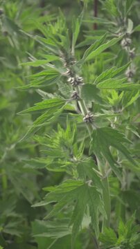 Green leafy plant Leonurus with slender stems and small buds, captured in a natural setting with blurred background foliage enhancing the visual depth