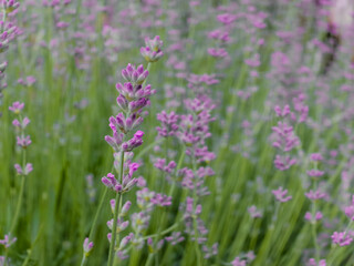 Obraz premium Close up of blooming violet lavender stalk