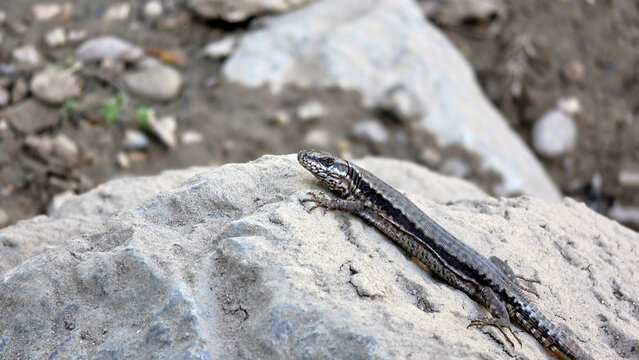 Close up of a common wall lizard resting on a grey rock surface