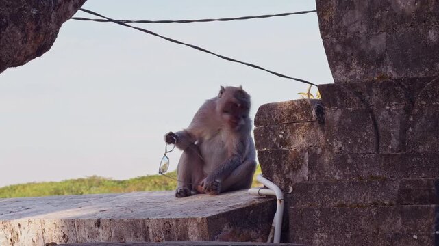 Close Up Of Balinese Macaque Chewing Stolen Sunglasses On Ancient Temple Wall at Pura Luhur Uluwatu