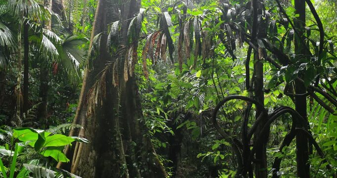 Wet jungle plants under rain in rainforest. Tropical climate background