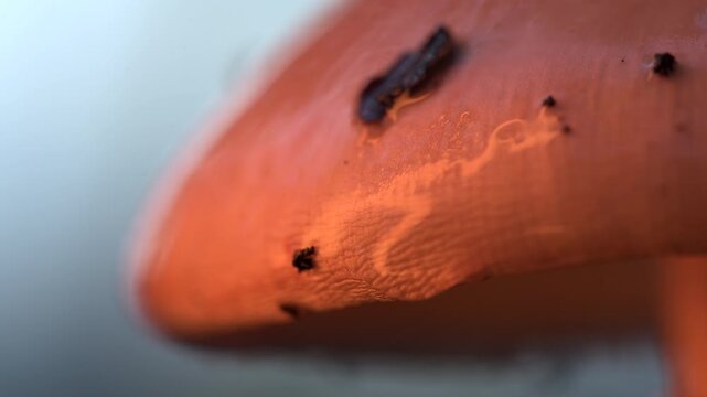 Macro close up footage of a water droplet forming and falling from the underside of a mushroom cap. Shallow depth of field with soft natural lighting and detailed fungal textures.