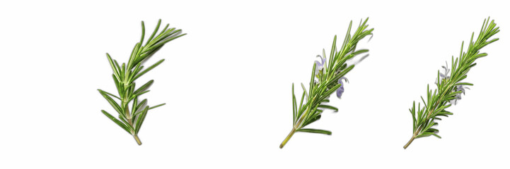 Fototapeta premium Fresh Sprigs of Rosemary Herbs Isolated on White Background for Culinary Design, High-Resolution Studio Shot of Green Aromatic Plants in image_57313f.png for Healthy Cooking Concepts, Professional Her