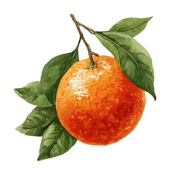 Watercolor clipart of Bitter Orange, isolated on white background