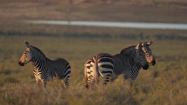 4K 30fps video of a Cape mountain zebra (Equus zebra zebra) in typical Nama-Karoo habitat near Beaufort West, Western Cape, South Africa, showcasing an endangered and iconic African mammal.