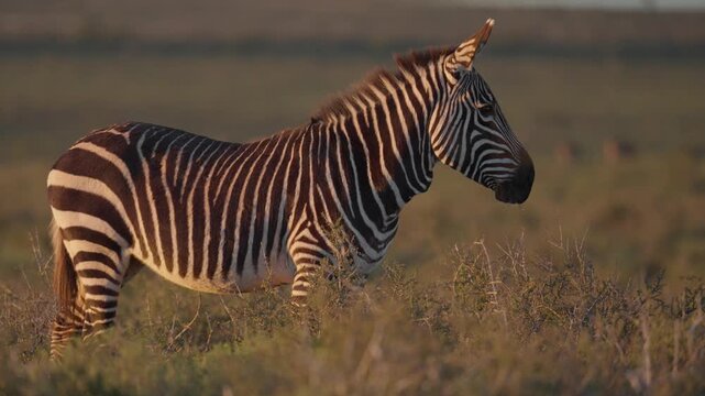4K 30fps video of a Cape mountain zebra (Equus zebra zebra) in typical Nama-Karoo habitat near Beaufort West, Western Cape, South Africa, showcasing an endangered and iconic African mammal.