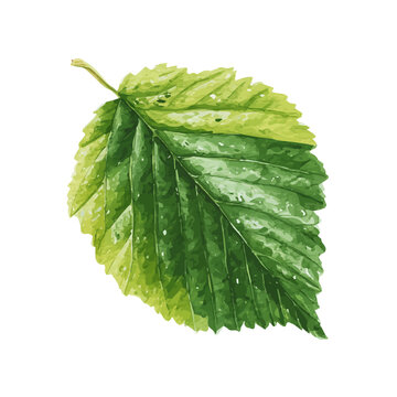 Alder Leaf, watercolor design element isolated on white background