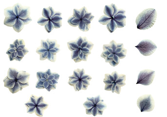 Obraz premium Set of pressed blue hydrangea flowers and leaves isolated on white background