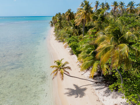 Aerial View of Tropical Sandy Beach and Palm Grove Tobago