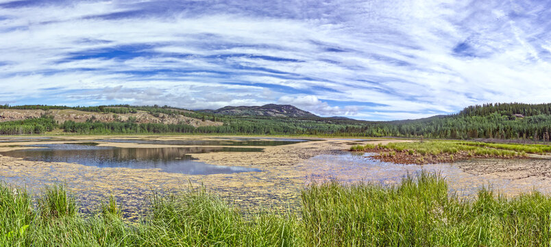 Panoramic view of the pond and marshes where birds and insects are busy. Tall grass int he foreground. Yukon, Canada