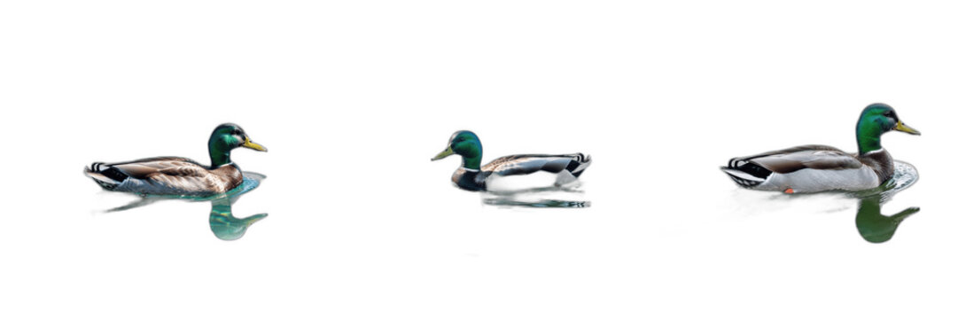 Set and collection of a classic mallard duck swimming, perfect for wildlife photography, nature education, wetland conservation branding, and avian life marketing concepts isolated on white 