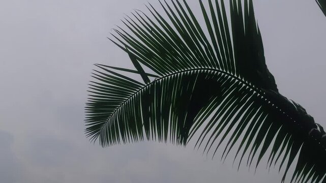 The lush dark green tropical palm fronds reach up to the soft, cloudy sky, displaying natural patterns. 