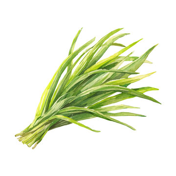 Lemongrass, watercolor design element isolated on white background