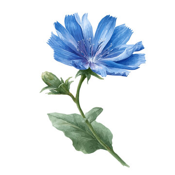Chicory, watercolor design element isolated on white background