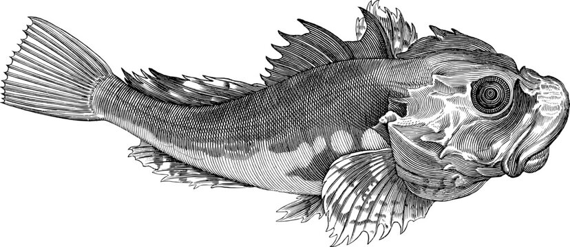 hand drawn fish
