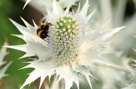 Buff tailed bee feeding on an Eryngium flower