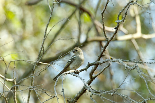Mirando para el lado opuesto un Pinz&oacute;n vulgar hembra (Fringilla coelebs)