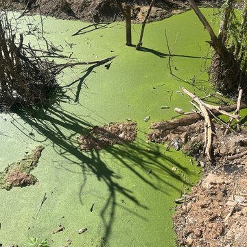 Polluted green algae lake with trash and dead branches