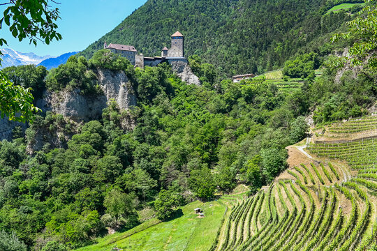 Dorf Tirol, Schloss Tirol, Algund, Weinberg, Weinpergola, Landwirtschaft, Wanderweg, Waalweg, Vinschgau, S&uuml;dtirol, Texelgruppe, Fr&uuml;hling, Sommer, Italien