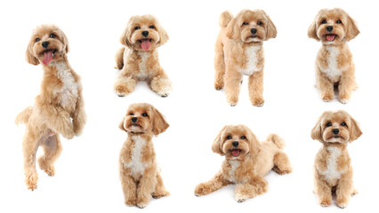 Fototapeta premium Cute Maltipoo puppy on white background. Baby animals