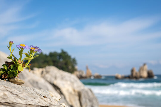 Purple seashore spatulate aster flower on coastal rock in South Korea.