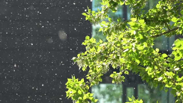 Fluffy poplar seeds flying in air at summer. Poplar fluff is dangerous because it is a major carrier of pollen, common cause of household fires, threat to eye health, cause of equipment malfunctions