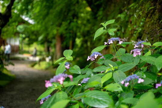 鎌倉2668　浄智寺12　紫陽花
