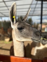 Llama Chewing on Food © Blake