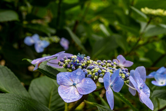 鎌倉2668　浄智寺1　紫陽花