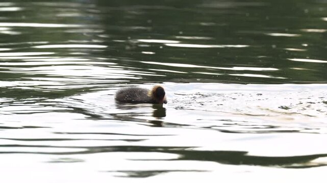 Aquatic wild birds in natural habitat, adult coot duck feeding hatched hungry coot chicks in lake, mother duck swimming in pond and teaching young chicks how to catch food in water and feed themselves