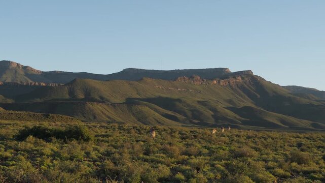 4K 30fps video of a Cape mountain zebra (Equus zebra zebra) in typical Nama-Karoo habitat near Beaufort West, Western Cape, South Africa, showcasing an endangered and iconic African mammal.