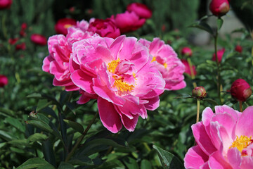 Fototapeta premium Peonies. A close-up of delicate pink peony flower with a yellow center against the dark green backdrop of a summer garden. Beautiful, fragrant bud. Flowers background. Gardening. Peony.