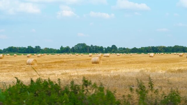 Rural landscape driving past hay bales in a mown wheat field. Picturesque countryside view from a moving vehicle, showcasing a harvested wheat field dotted with large round hay bales under a blue sky