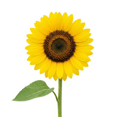 Obraz premium Single sunflower head with green leaf on transparent background PNG file