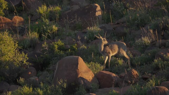4K 30fps video of a grey rhebok or vaalribbok (Pelea capreolus) feeding on a rocky hillside (koppie) in typical Nama-Karoo habitat near Beaufort West, Western Cape, South Africa.