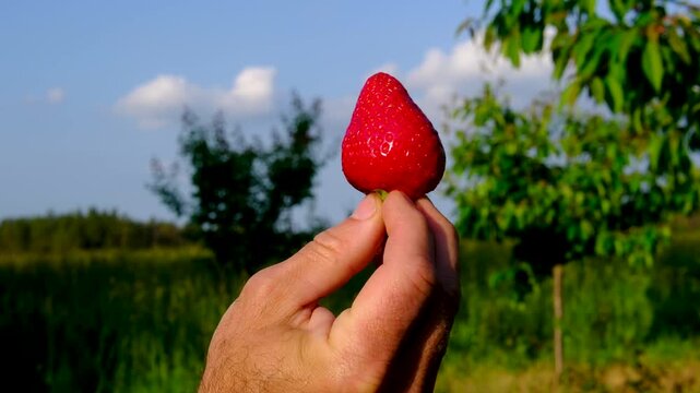large juicy strawberry is held between a man's fingers against a backdrop of green leaves and blue sky. Close-up view highlights the freshness of the summer harvest.