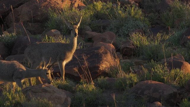 4K 30fps video of a grey rhebok or vaalribbok (Pelea capreolus) feeding on a rocky hillside (koppie) in typical Nama-Karoo habitat near Beaufort West, Western Cape, South Africa.