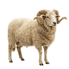 Full body side profile of a large ram with curled horns on a transparent background PNG file © dmytro