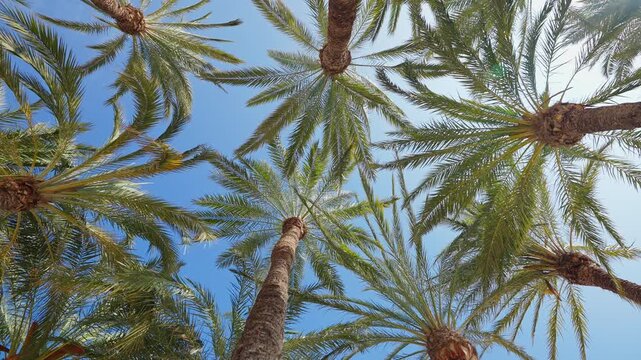 Date palm canopy horizontal upward look blue sky Spain Elche grove fronds bark texture Mediterranean summer nature background slow motion tropical pattern botanical UNESCO serene green