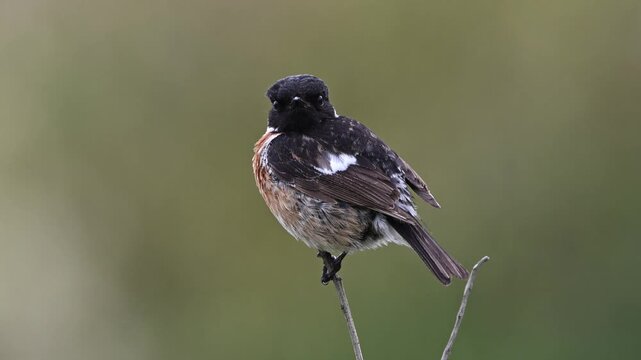 Stonechat perched on a twig